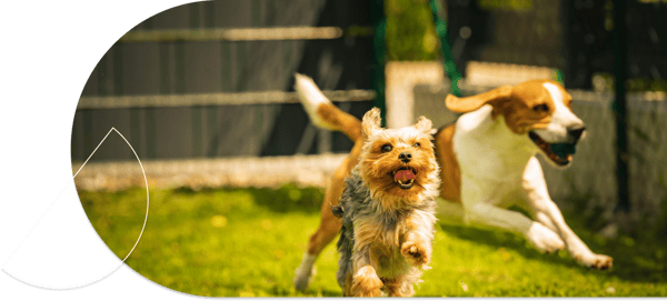 a terrier and a beagle running on grass