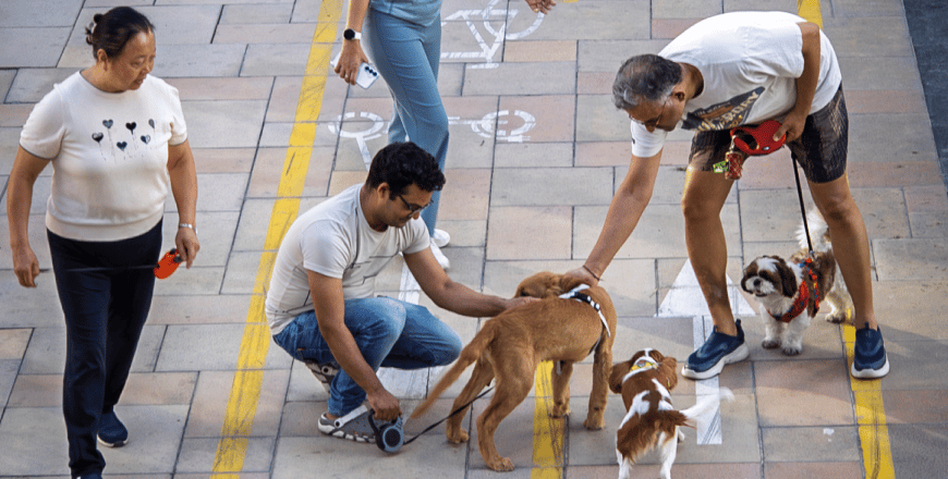 dogs in JLT