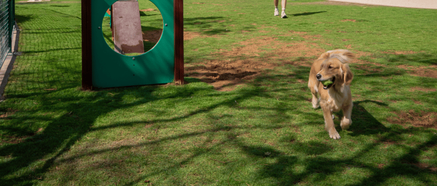 dog in jlt dog park
