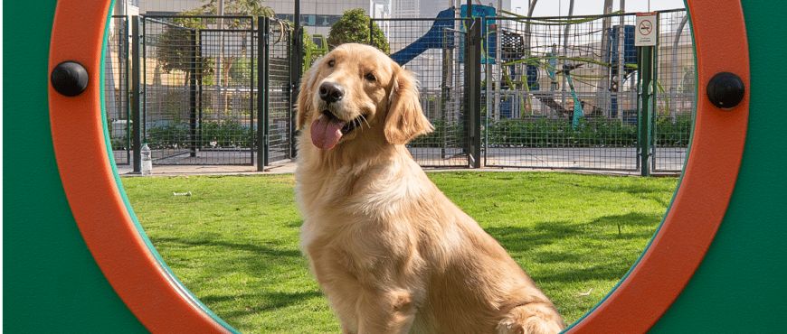 jlt dog park golden retriever