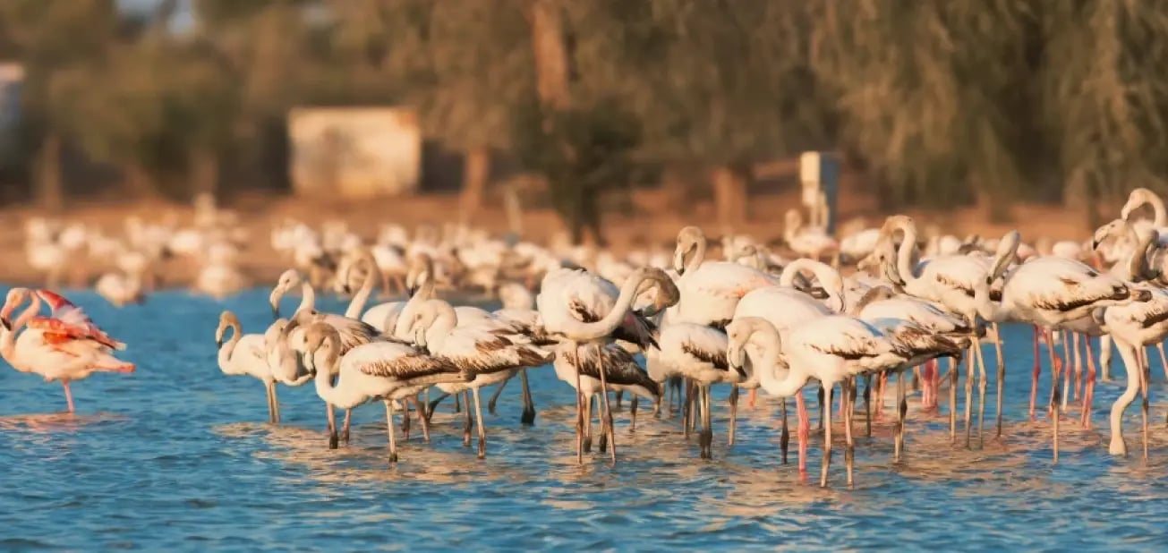 Ras Al Khor Wildlife Sanctuary