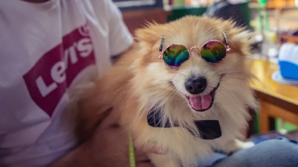 PaWS & Play at UBK