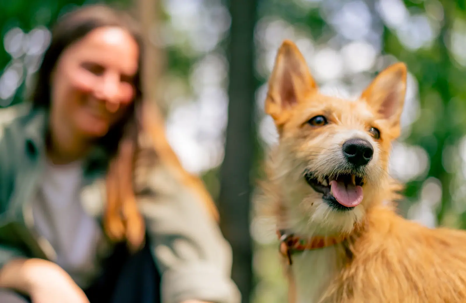 JLT Dog Ambassador