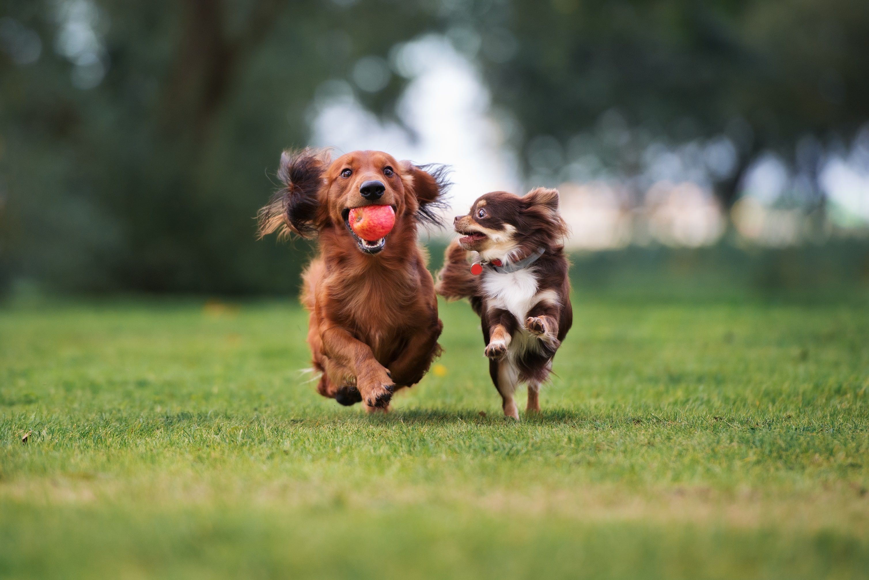 two dogs running together on the grass, with one of the dogs biting an apple